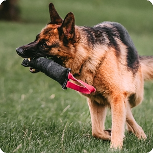 Fire hose dog outlet toys uk